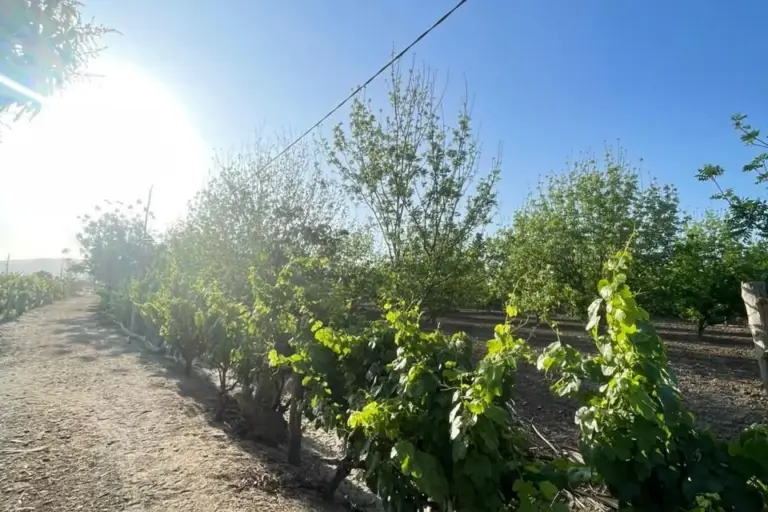 Camino entre hileras de pecanos y vides al amanecer