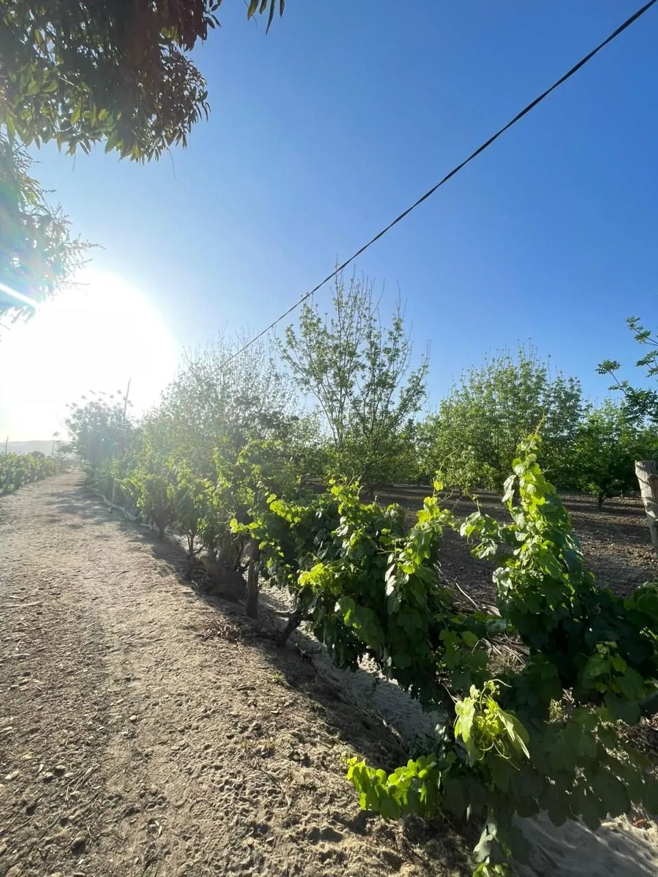 Camino entre hileras de pecanos y vides al amanecer