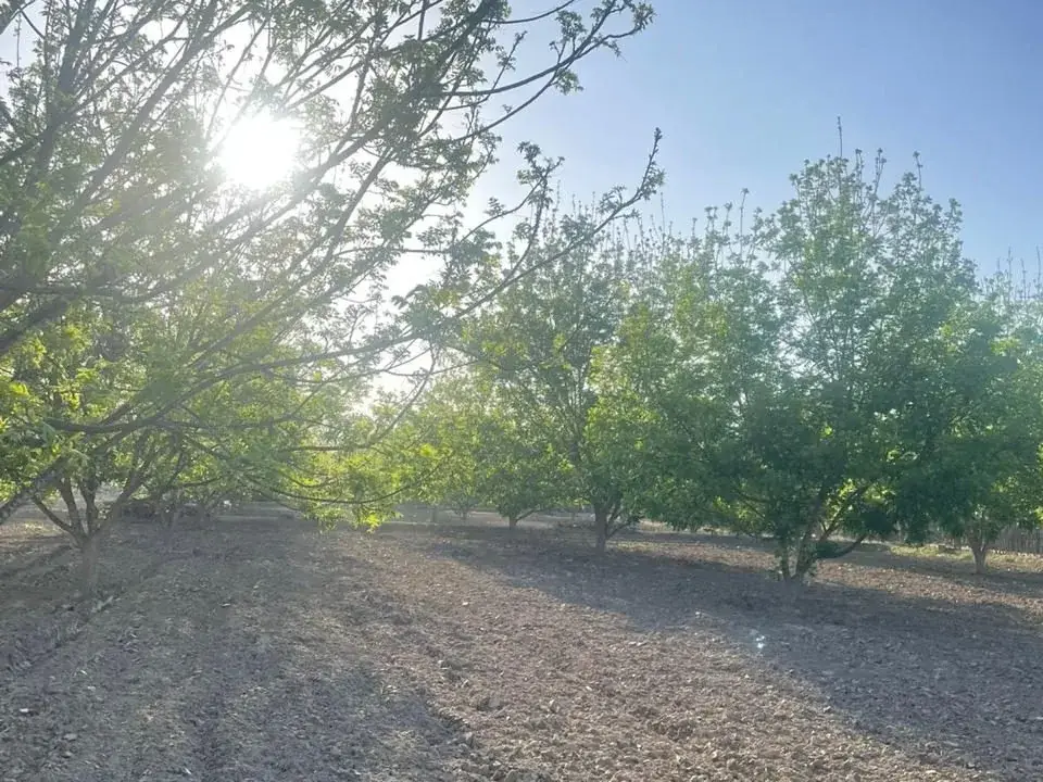 Pecanos a contraluz con el sol entre las ramas