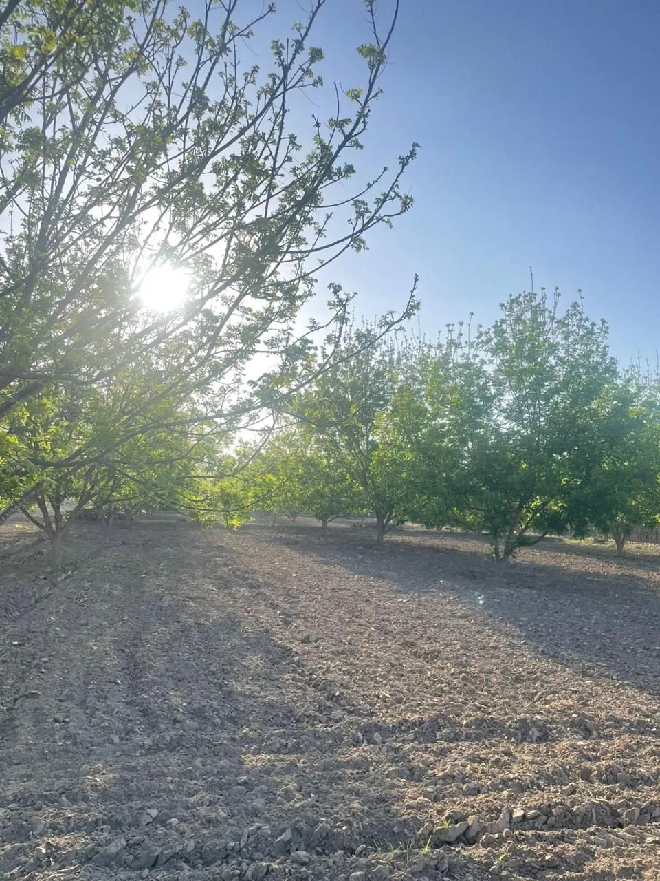 Pecanos a contraluz con el sol entre las ramas