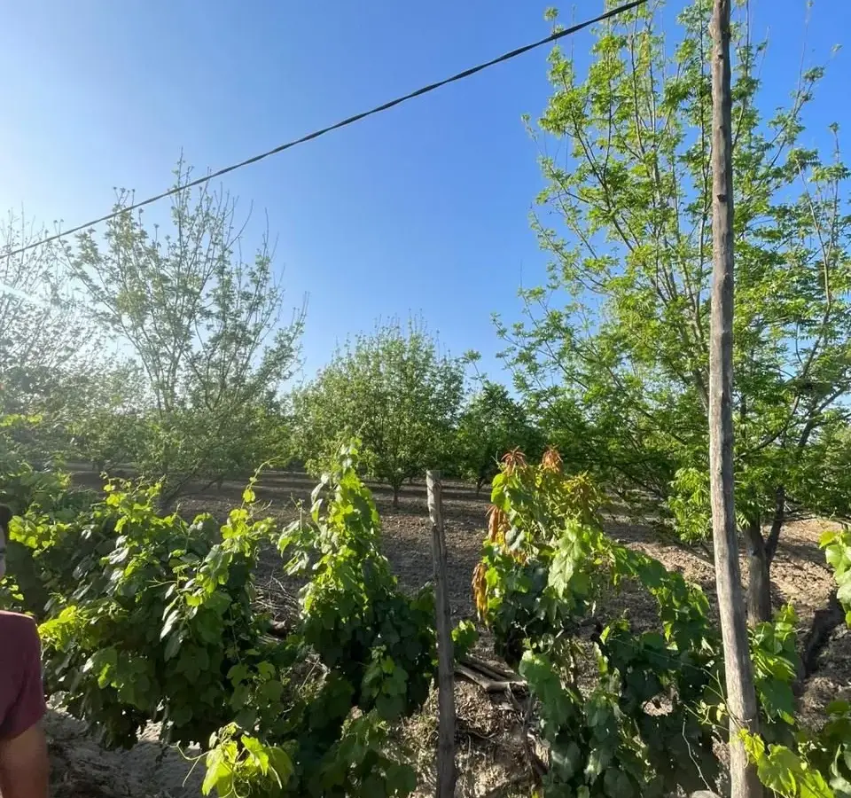 Hilera de vides junto a los pecanos del fundo