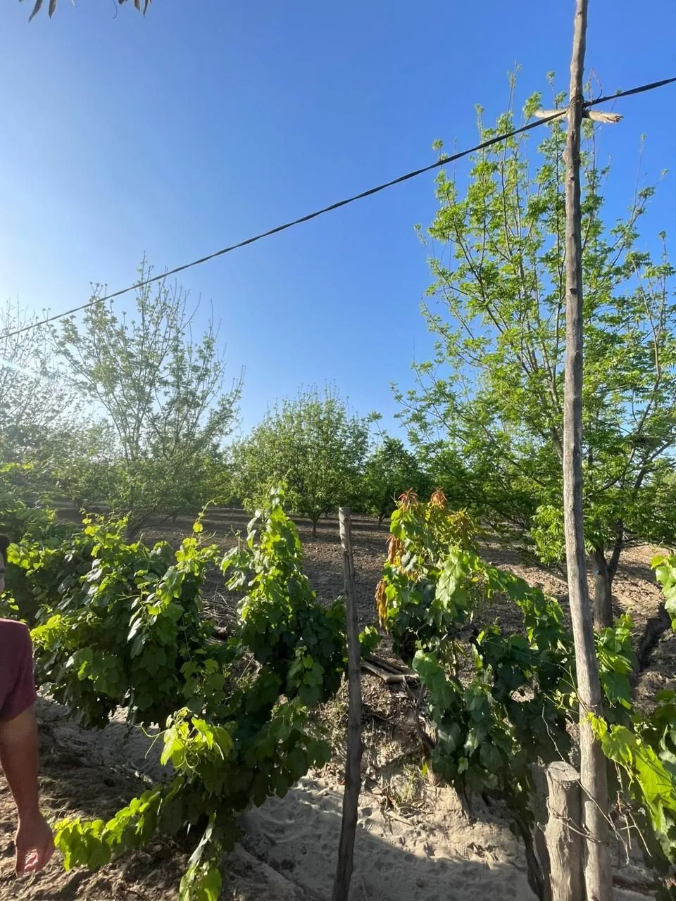 Hilera de vides junto a los pecanos del fundo