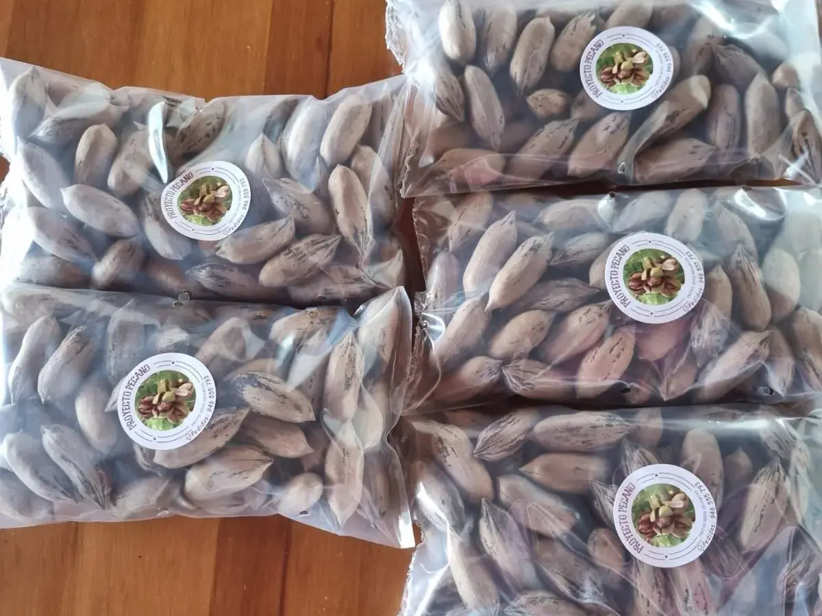 Bolsas de pecanas con cáscara del fundo Don Pedro