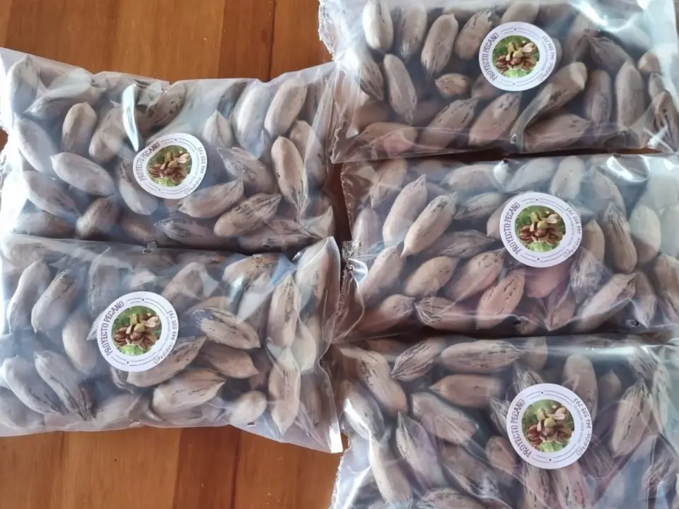 Bolsas de pecanas con cáscara del fundo Don Pedro